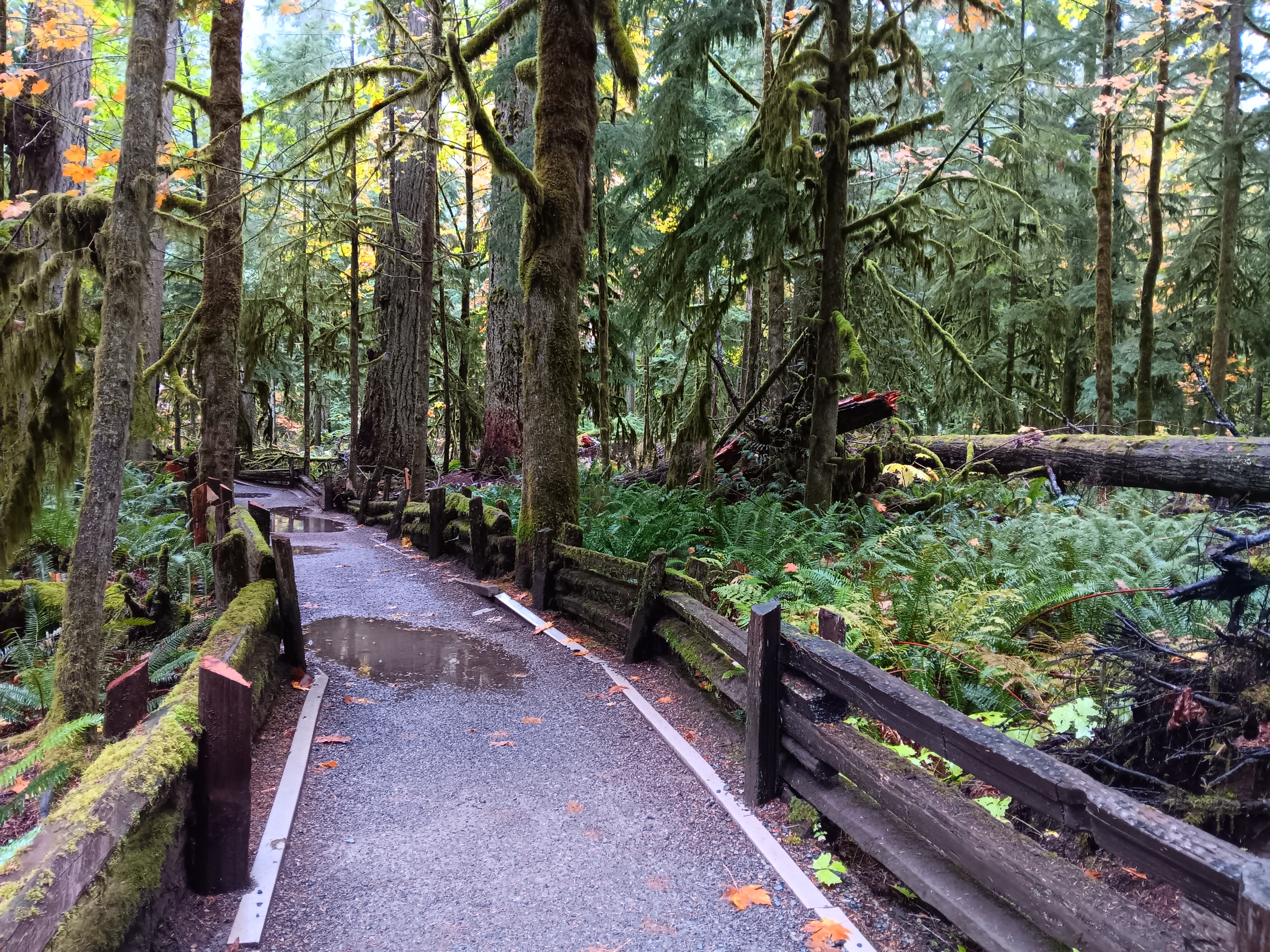 Cathedral Grove - Fallen Trees from 1997 Windstorm